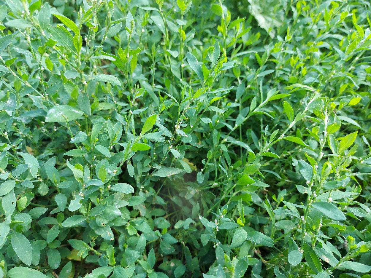 Овсяница красная Гринлайт