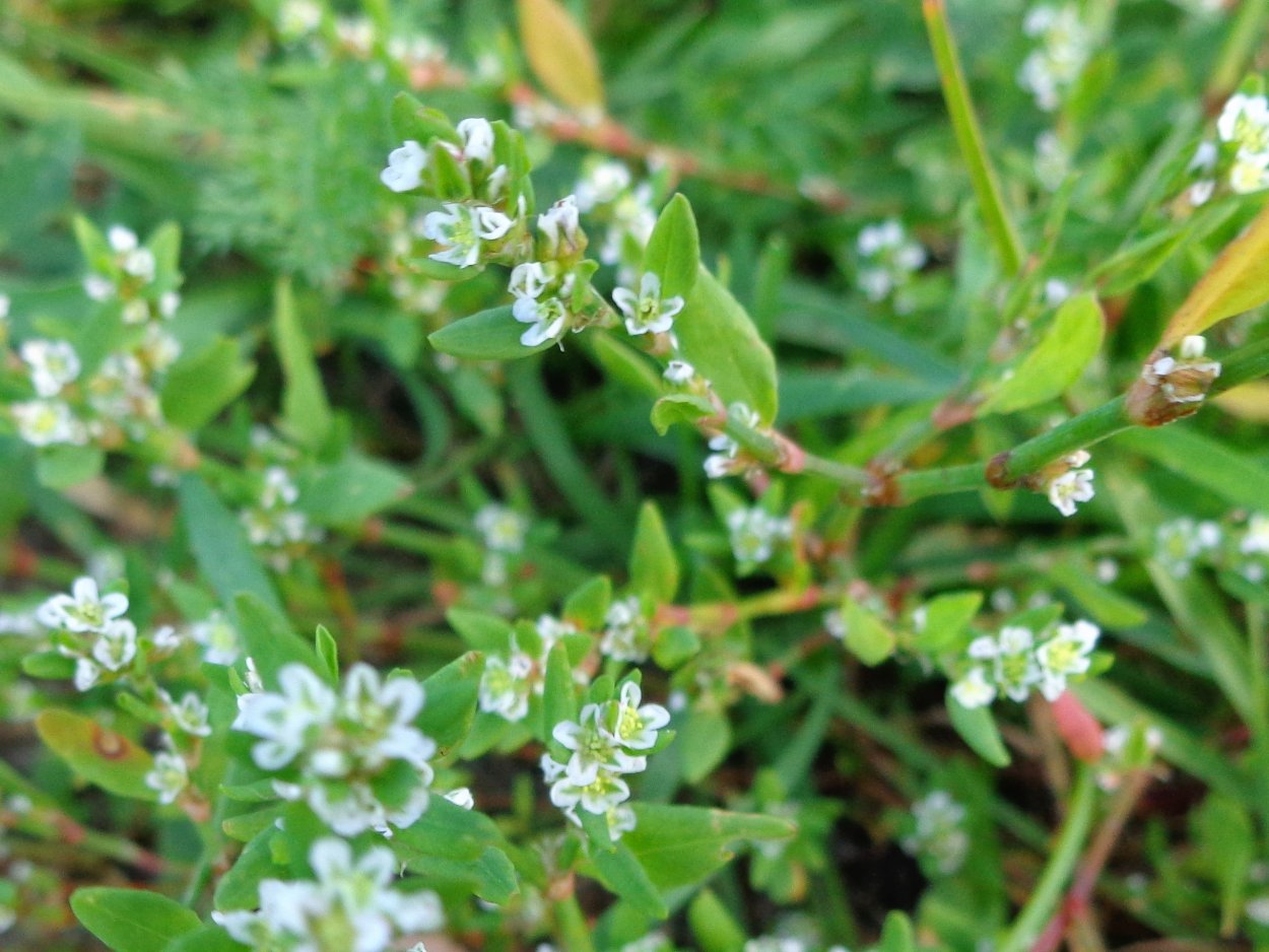 Polygonum aviculare l. – Горец птичий