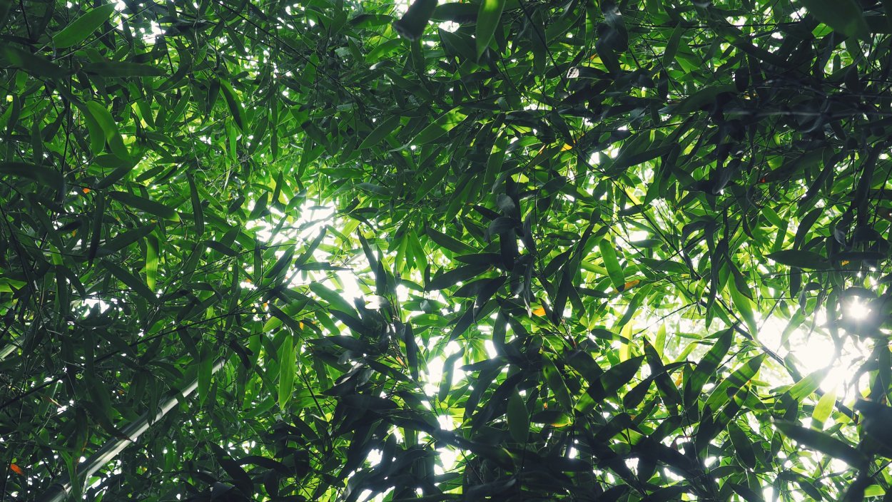 Тропические кусты