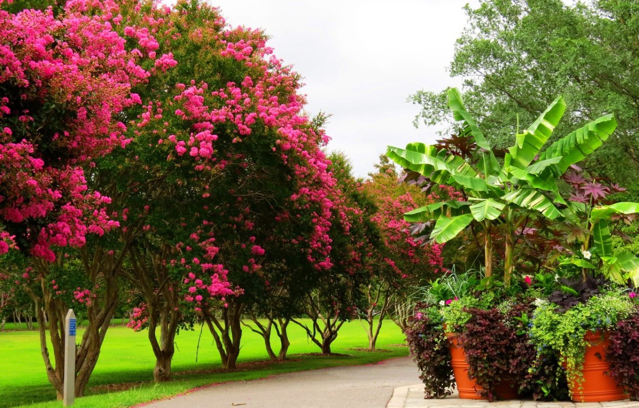 Полувечнозеленые сезонные тропические леса