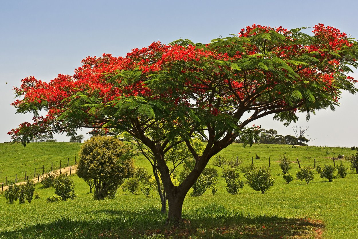 Кирстенбош Ботанический сад пальмы
