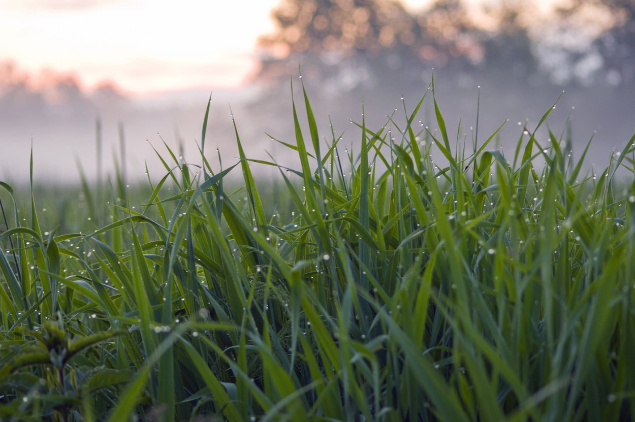 Спорыш трава