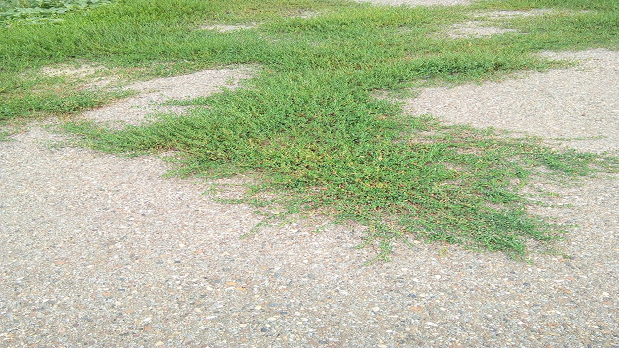 Горец птичий (спорыш, гусиная трава