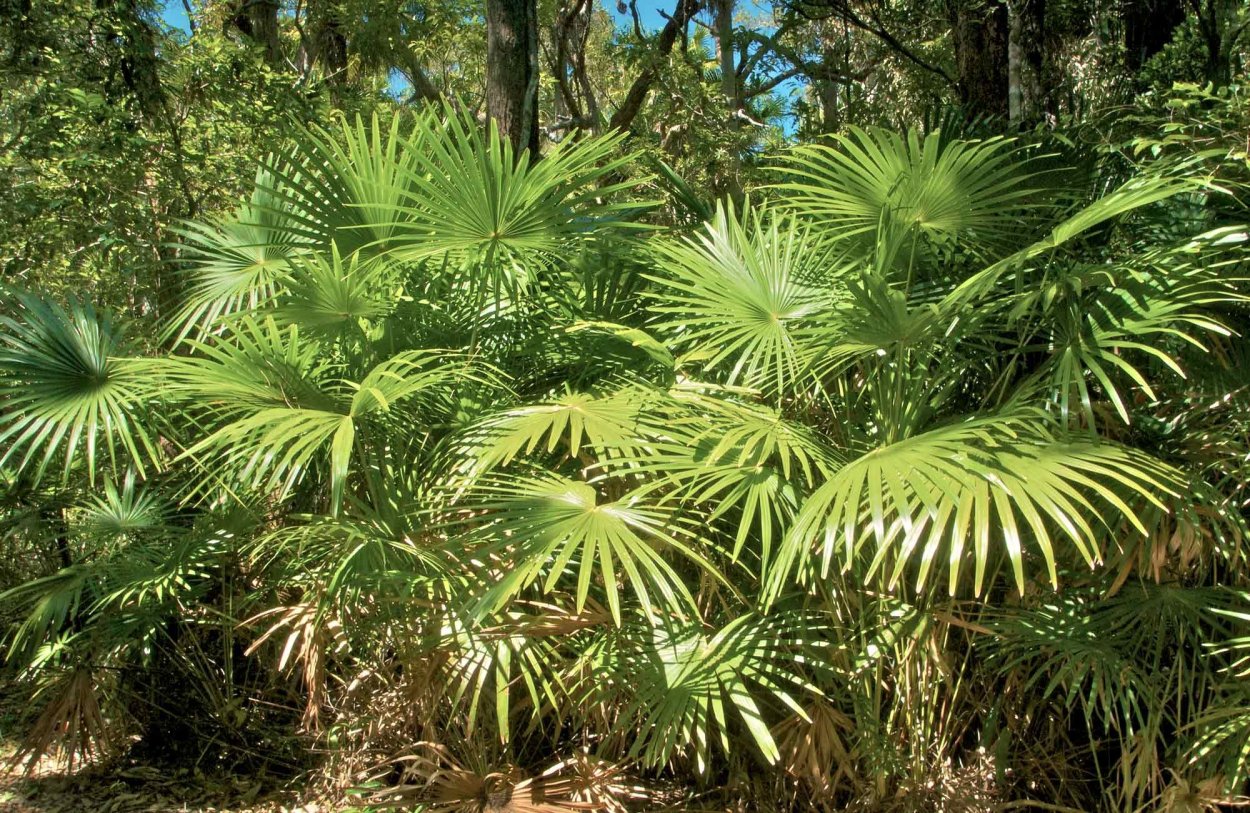 Сады Бутчартов Канада