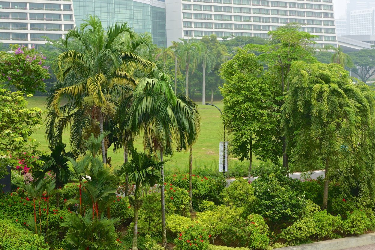 Жестколистный вечнозеленый лес