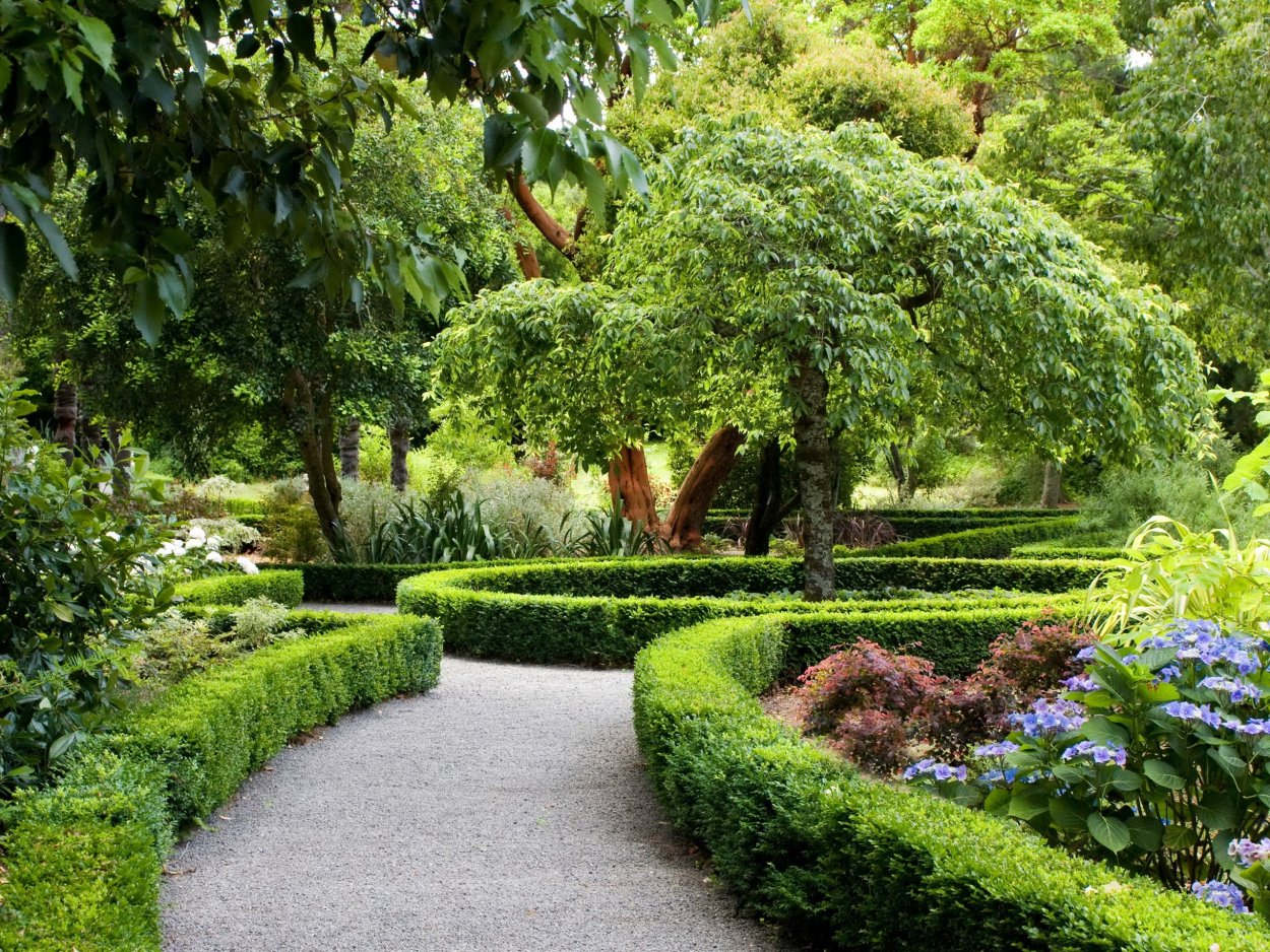 Деревья для озеленения города