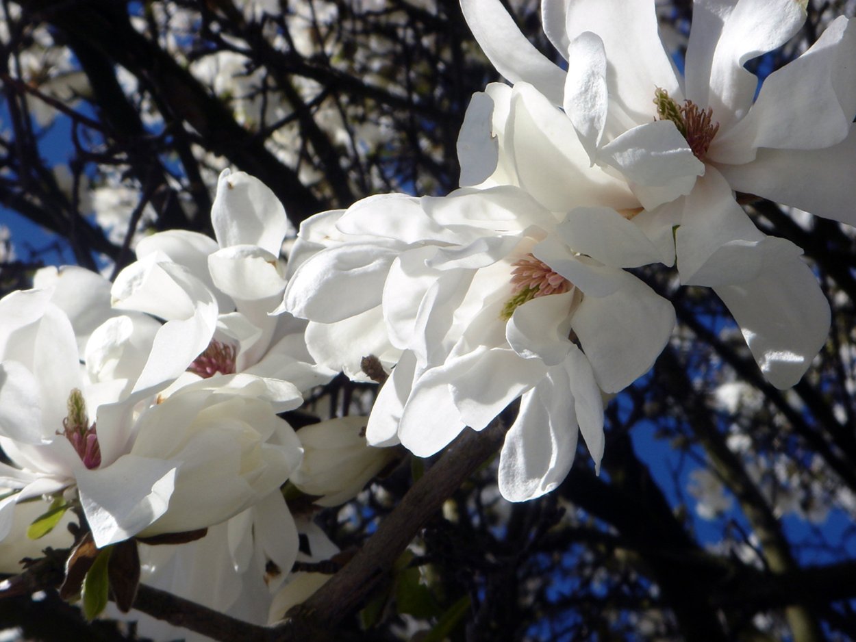 Вишни в цвету