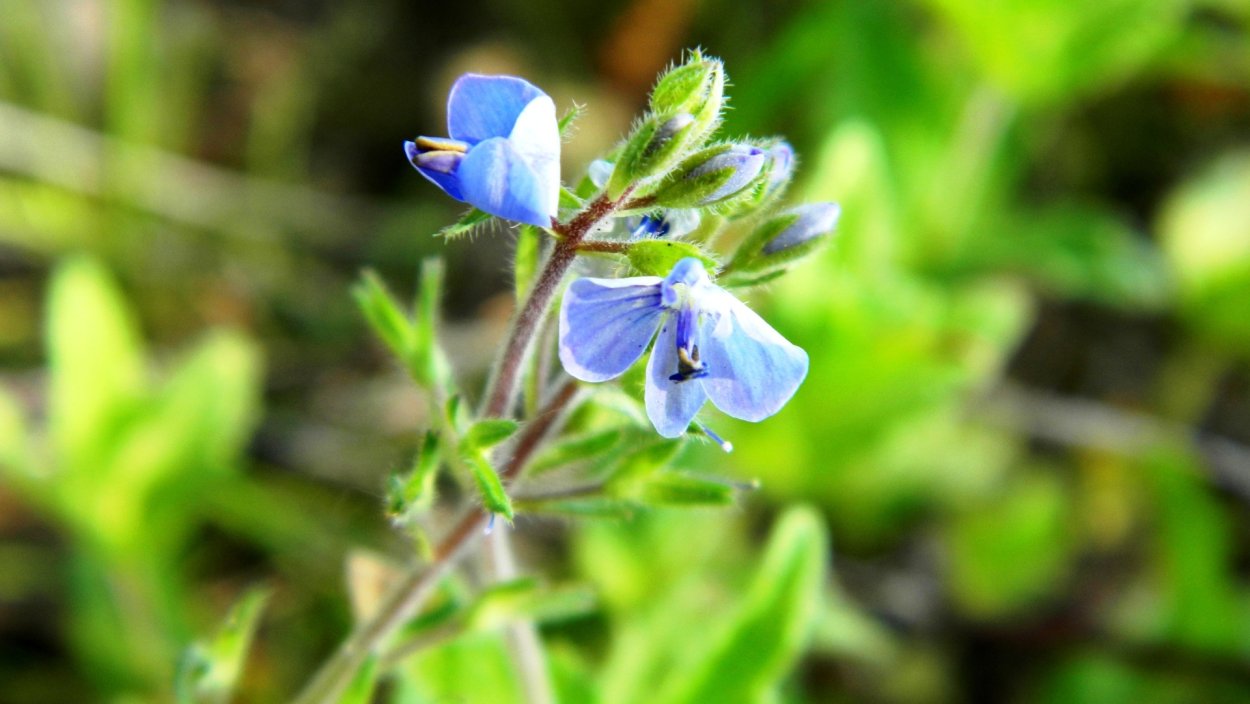 Трава с голубыми цветочками