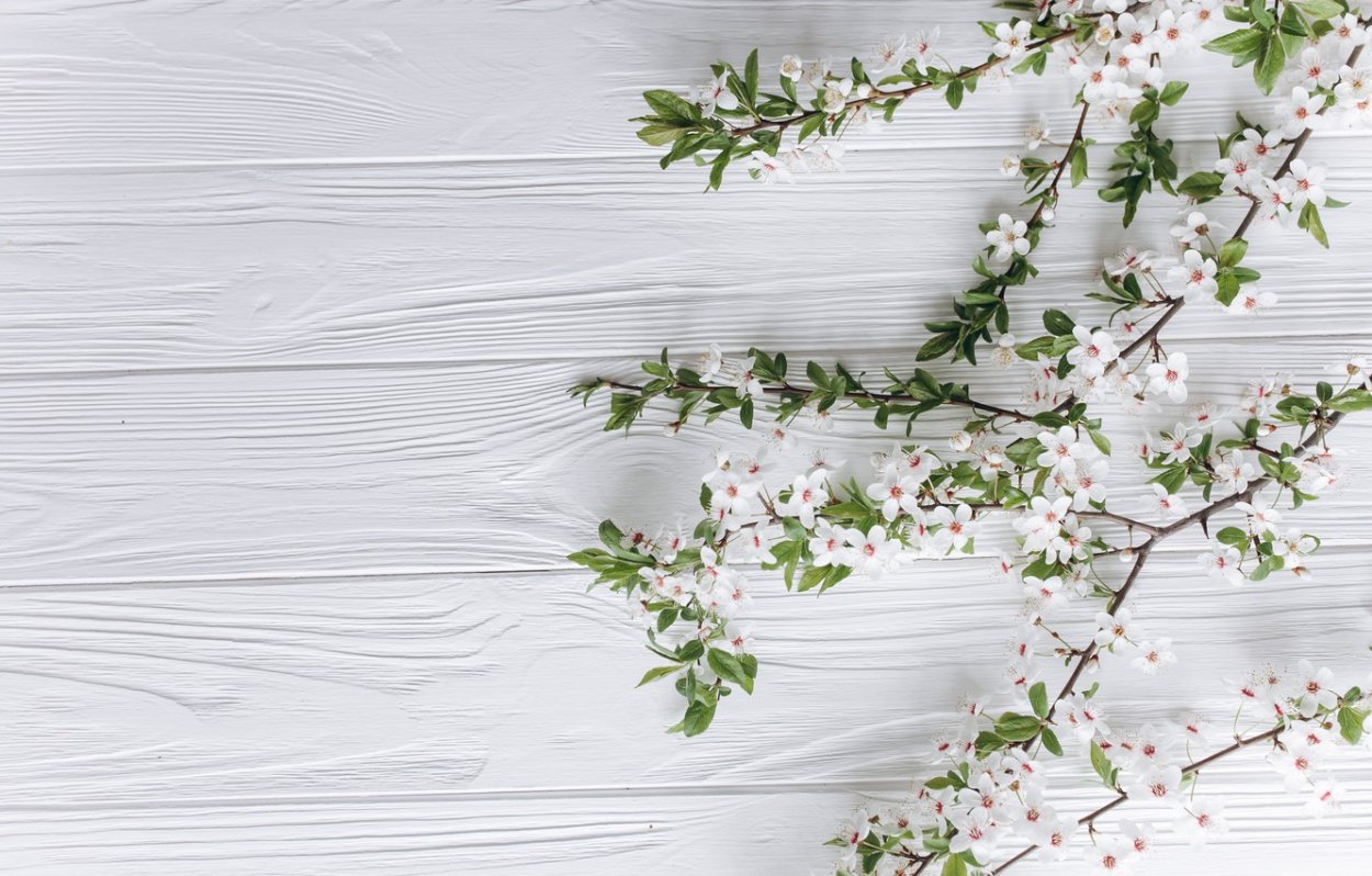 Жасмин цветы