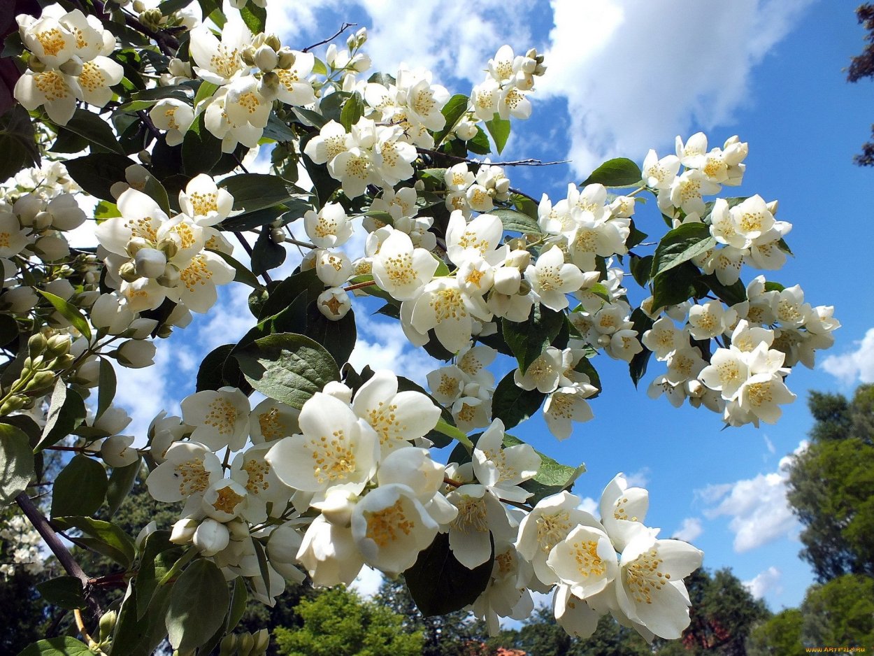 Белая Акация Робиния ложноакациевая