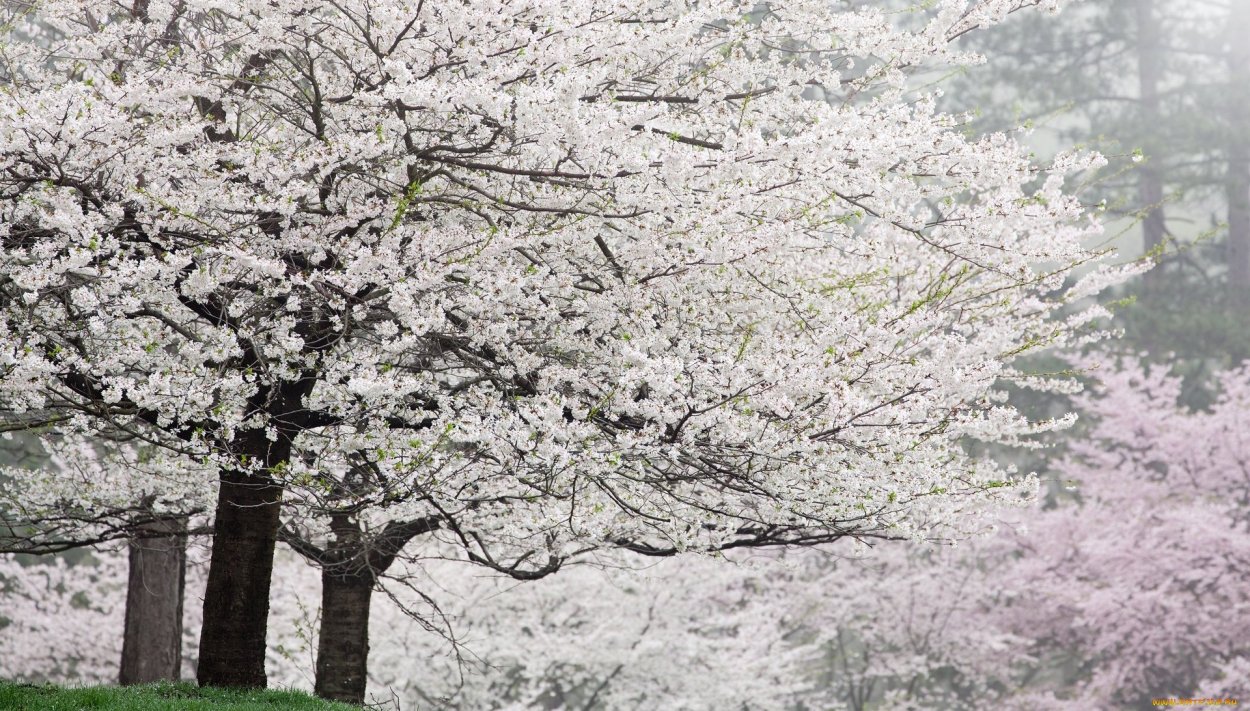 Цветущие деревья весной