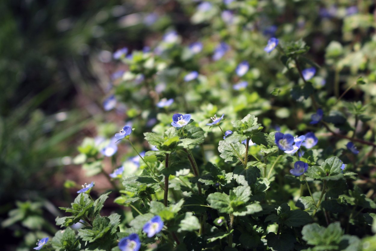 Чернокорень Форгетминот