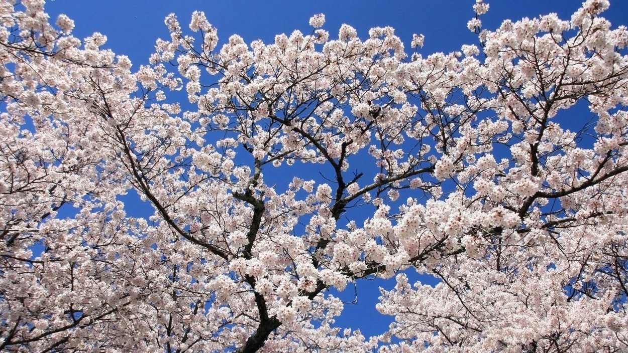 Вишню Максимовича цветущее дерево