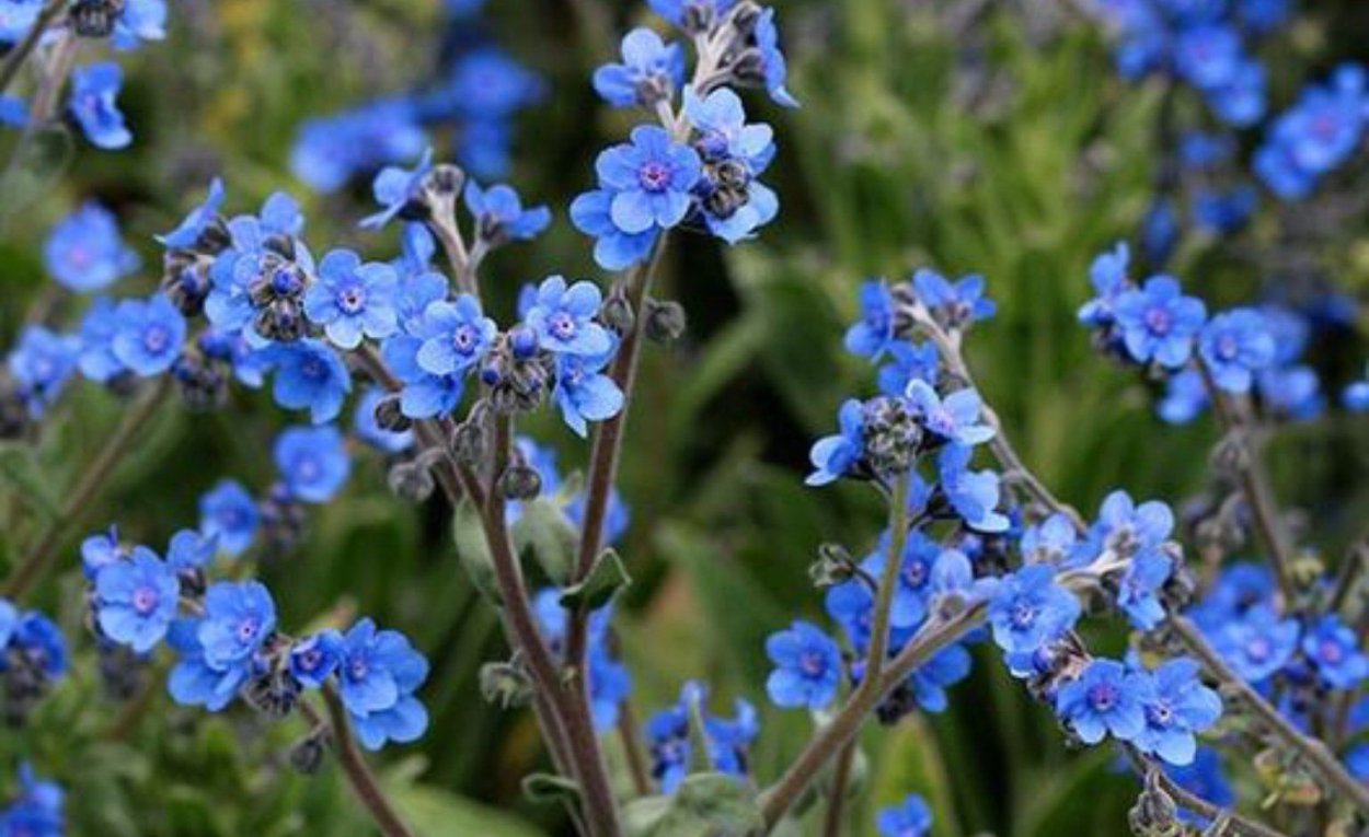 Успокаивающий цвет