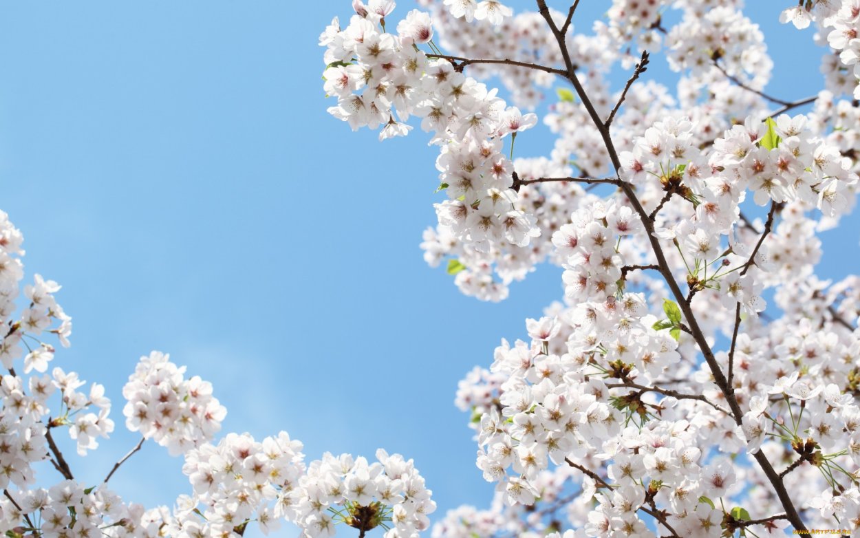 Фотообои дерево с цветами