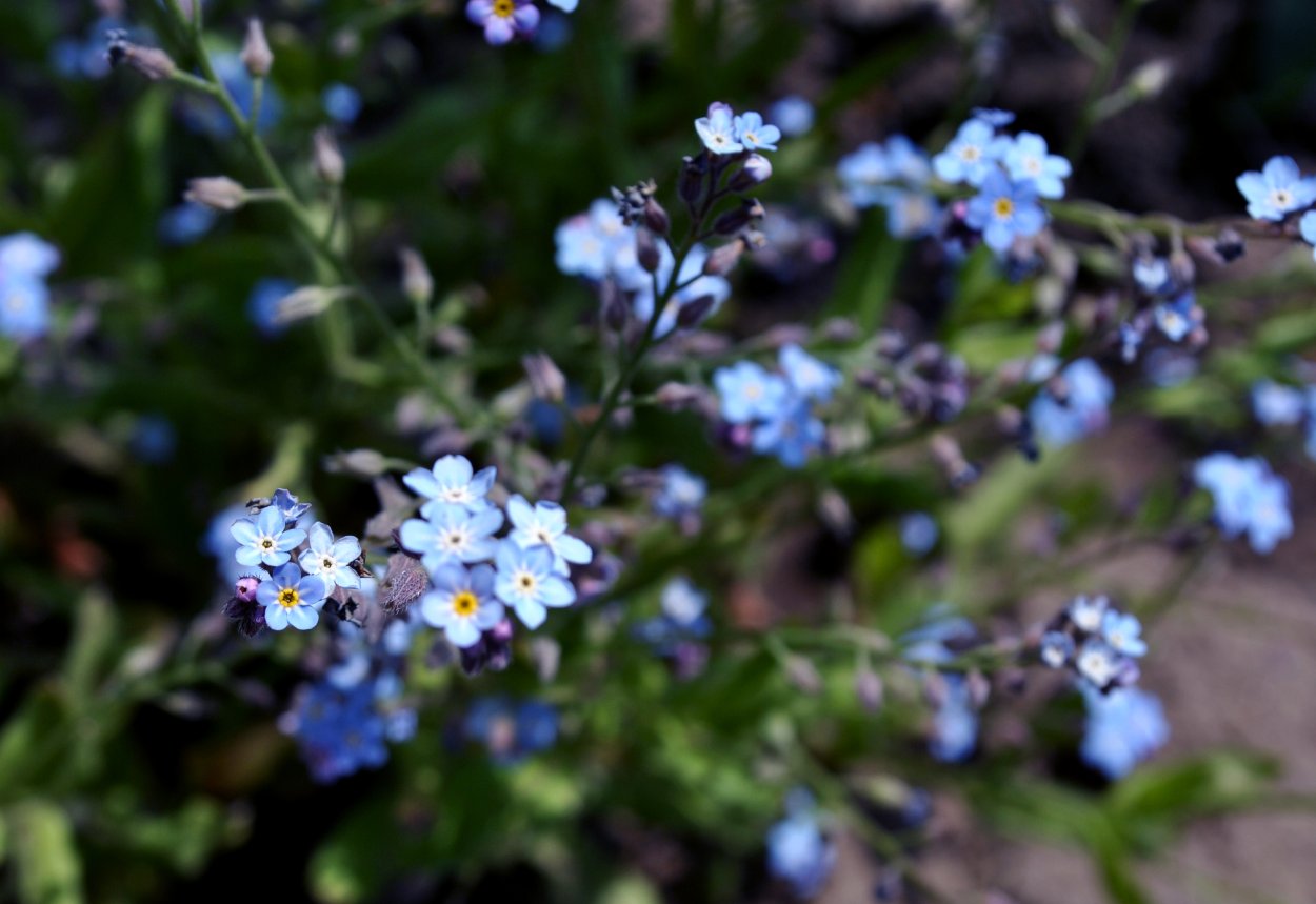 Голубые цветочки на газоне