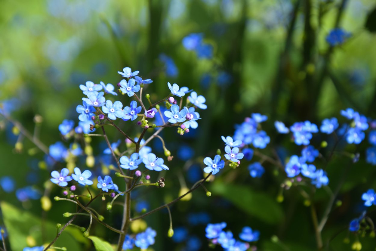 Мелкая Весенняя травка с голубыми цветочками