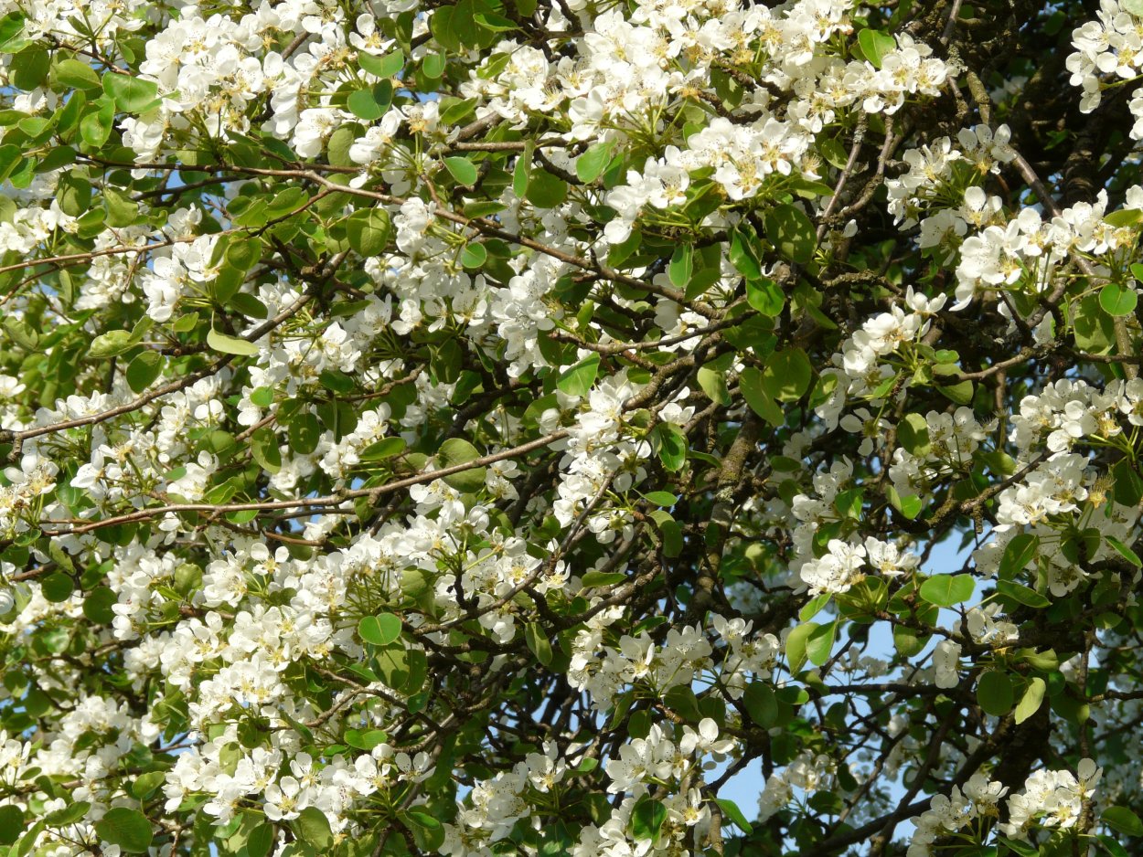 Жасмин дерево