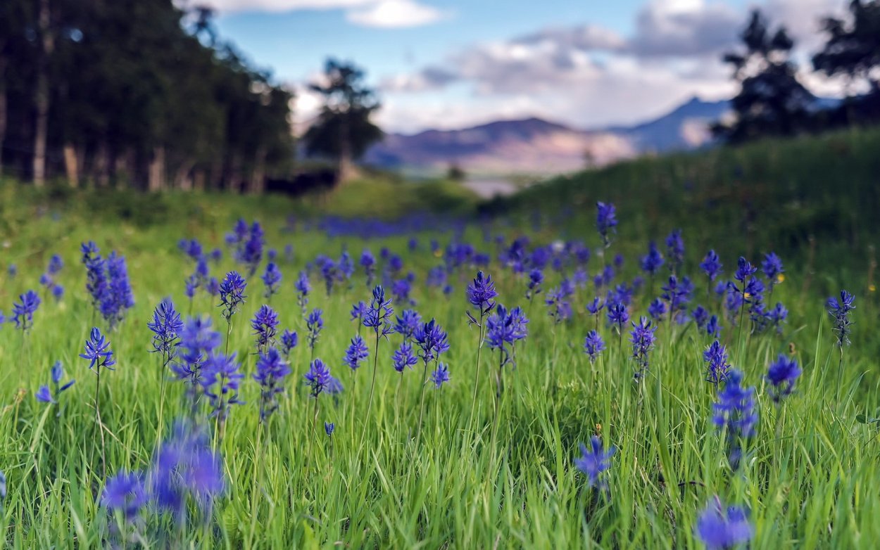 Сорняк с голубыми цветочками Приморский край