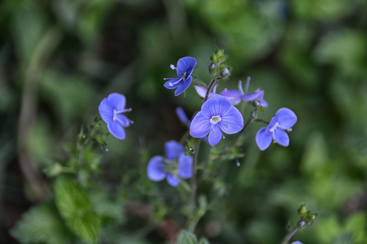 Трава с голубыми цветками