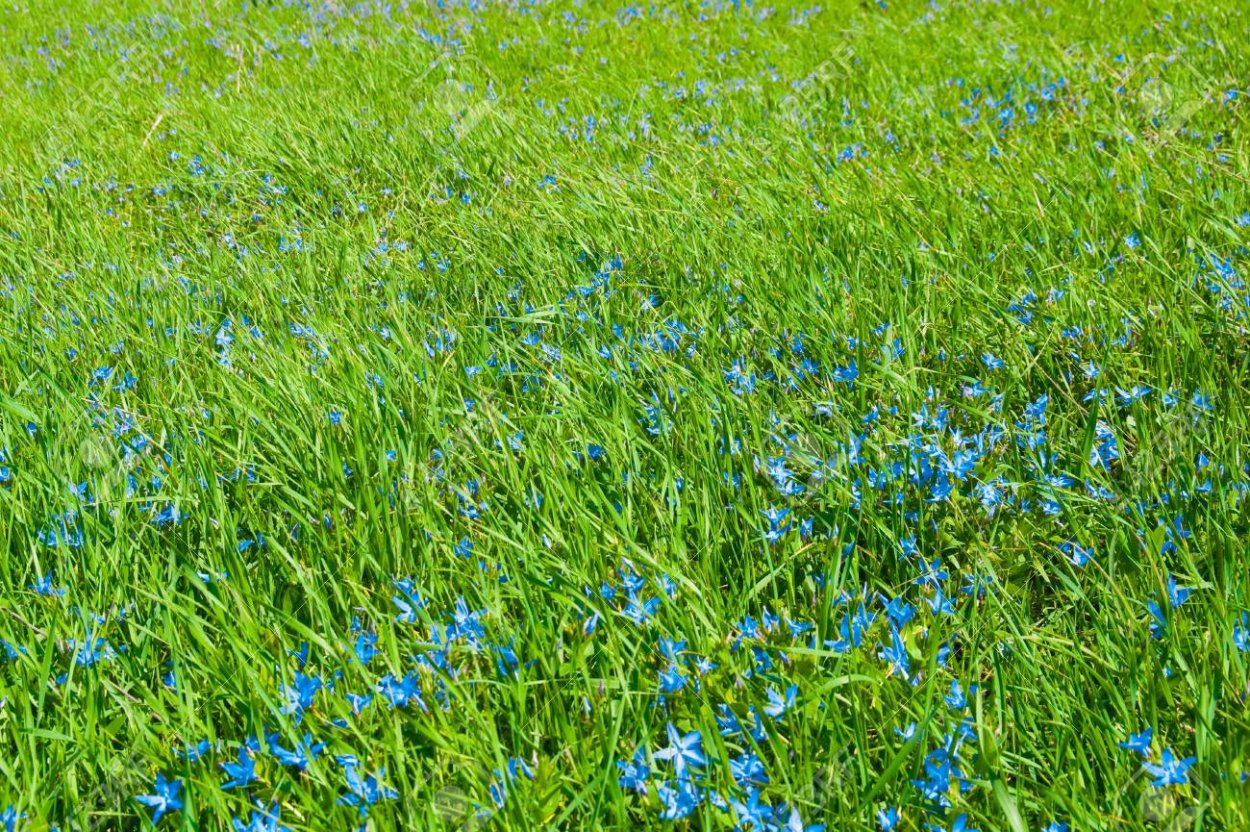 Культура с синими цветочками на полях