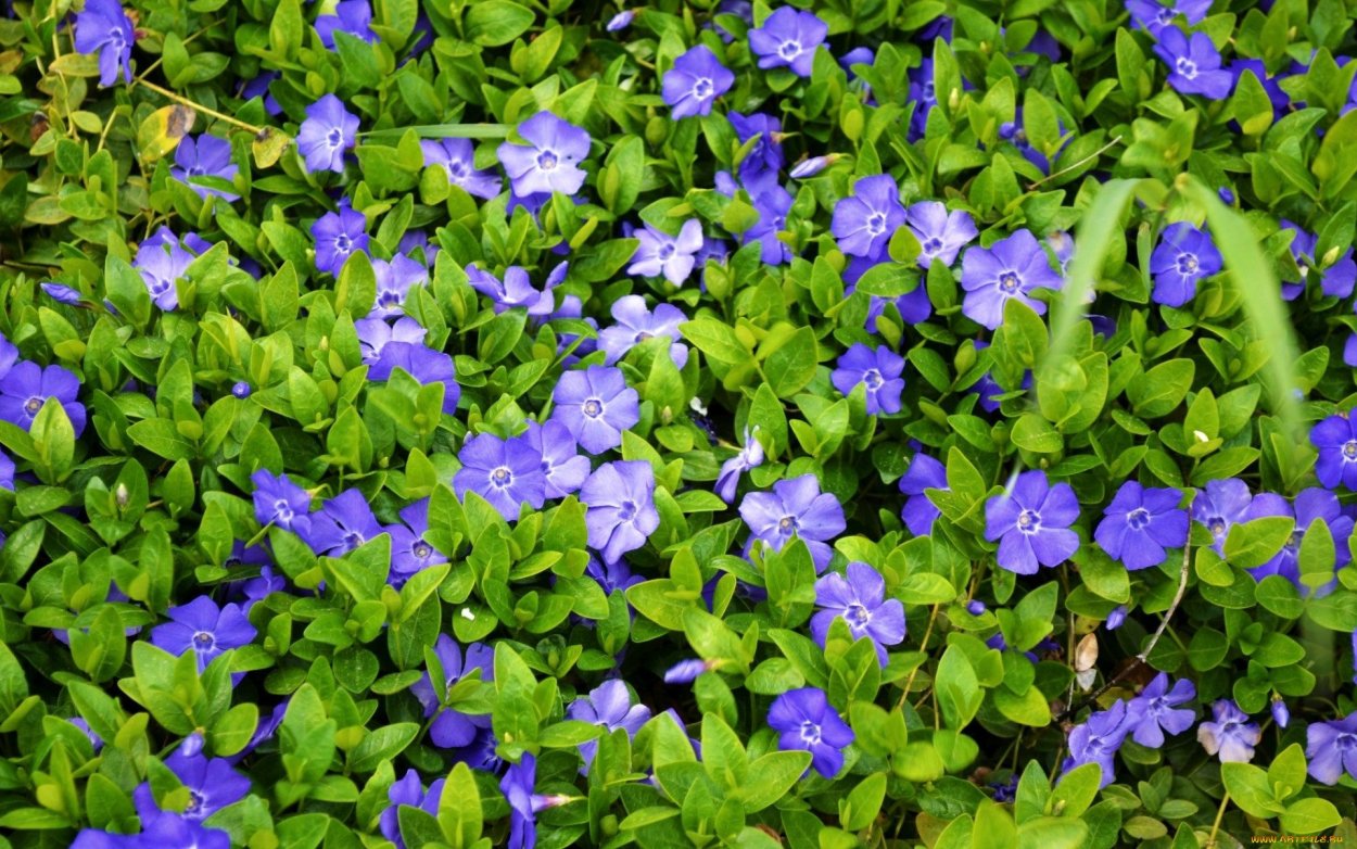 Незабудка Альпийская Лесная Полянка