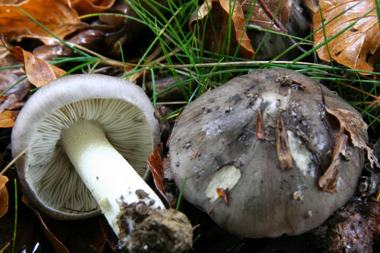 Млечник гриб серушка