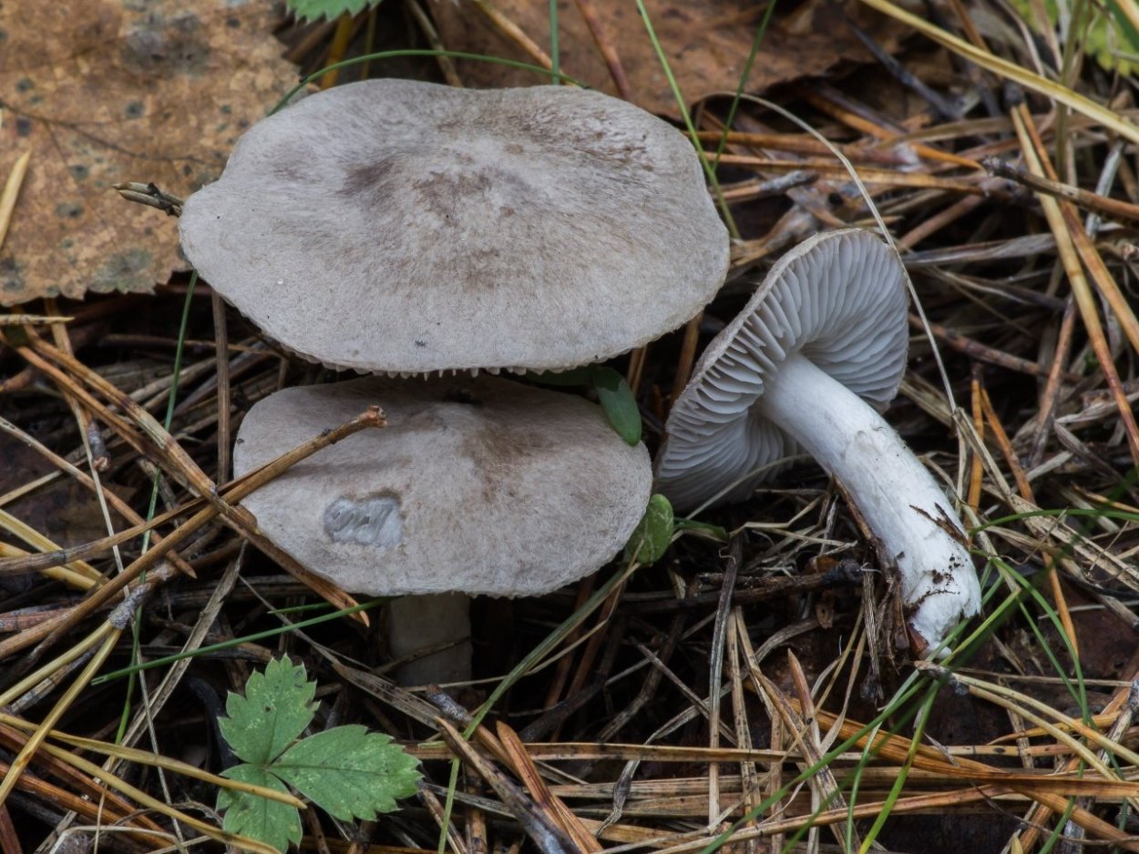 Рядовка землистая Tricholoma terreum