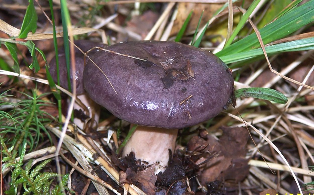 Рядовки воронковидные