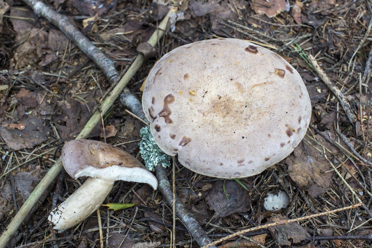 Гриб серушка и зеленушка