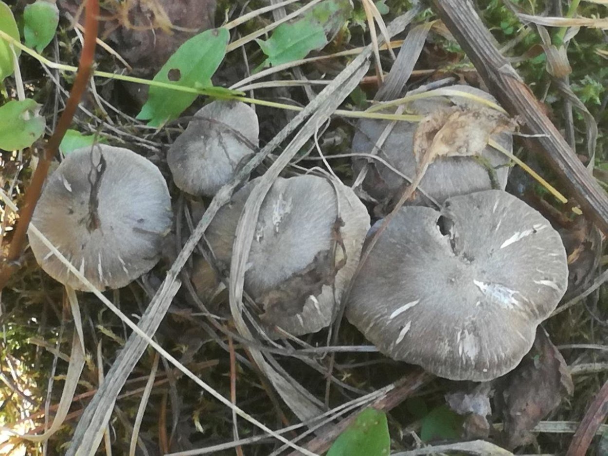 Грибы серухи рядовки