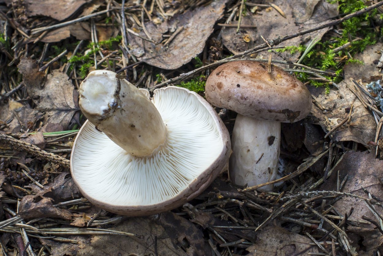 Зеленушки серушки рядовки