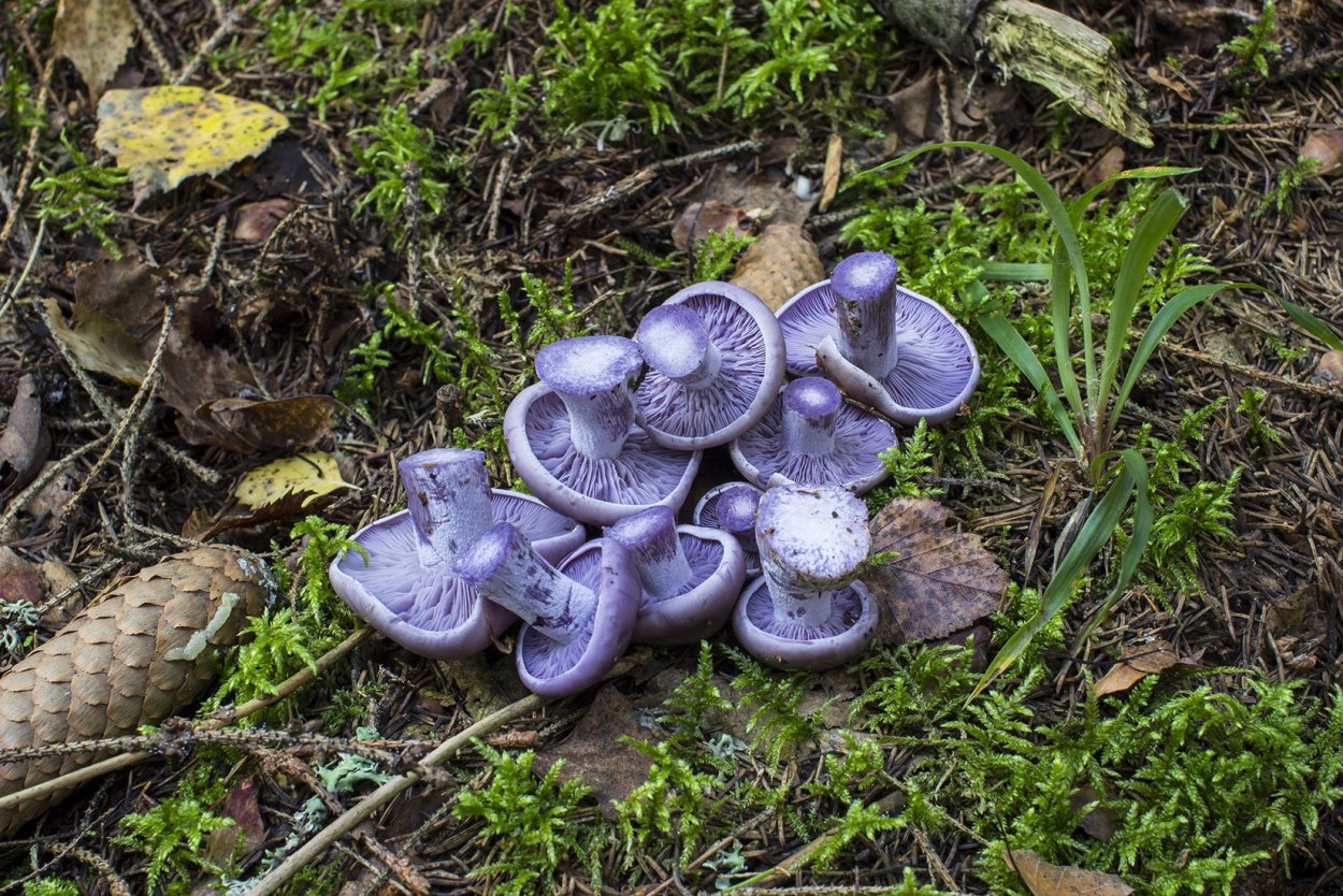 Осенние грибы серушки