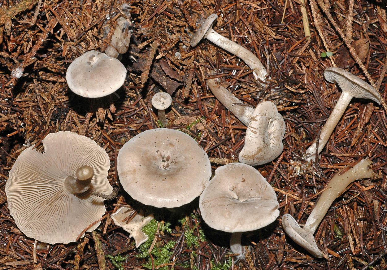 Млечник гриб серушка