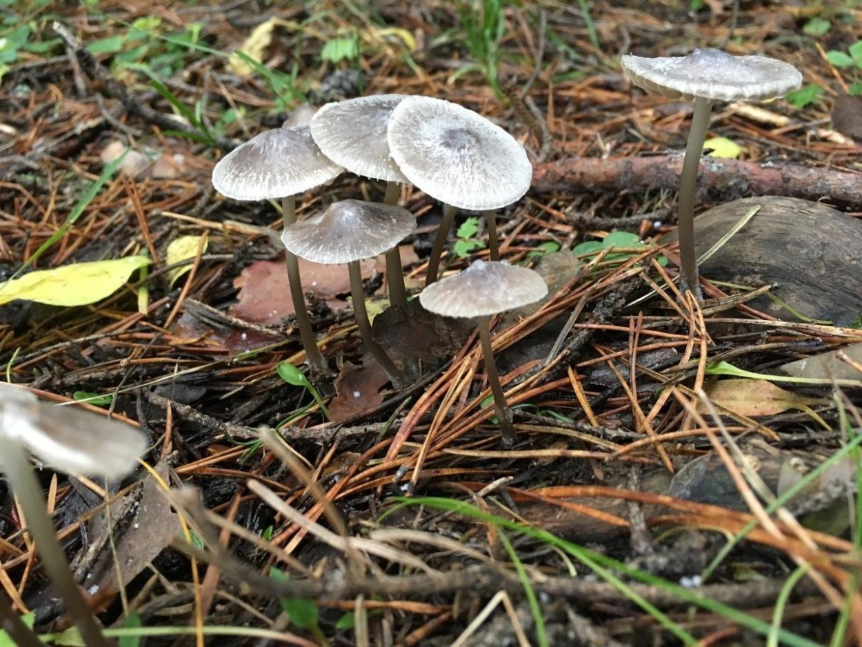 Грибы октябрята рядовки