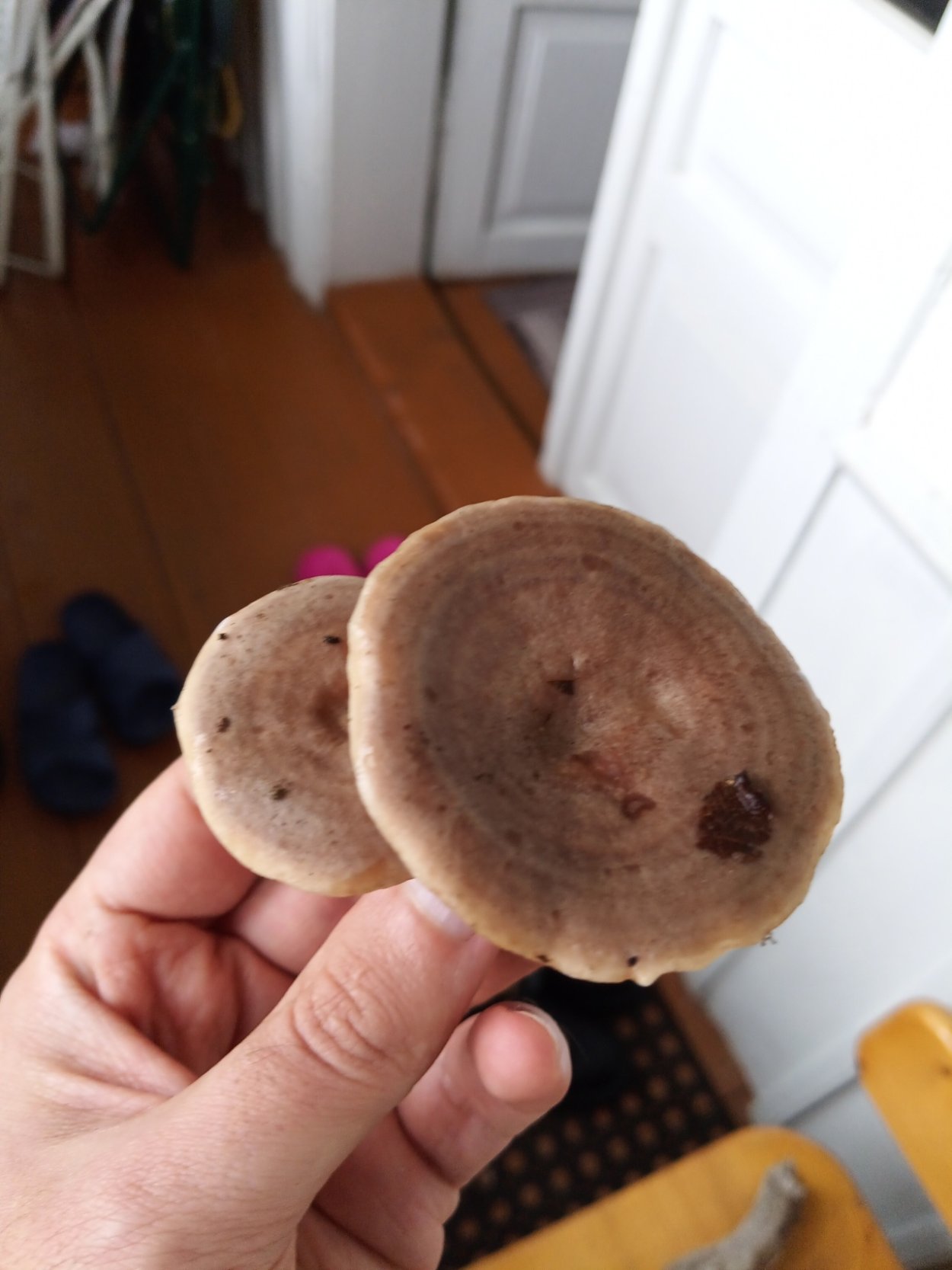 Рядовка серая Tricholoma Sulphureum