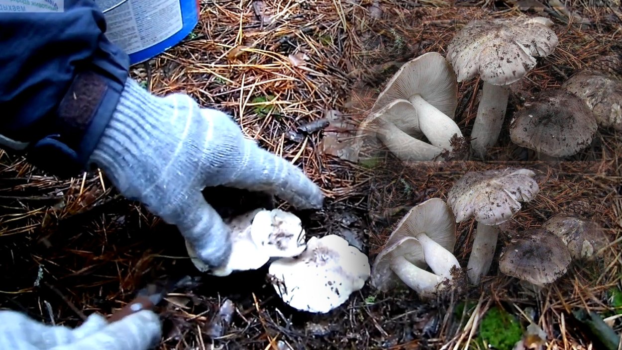 Гриб серушка и зеленушка