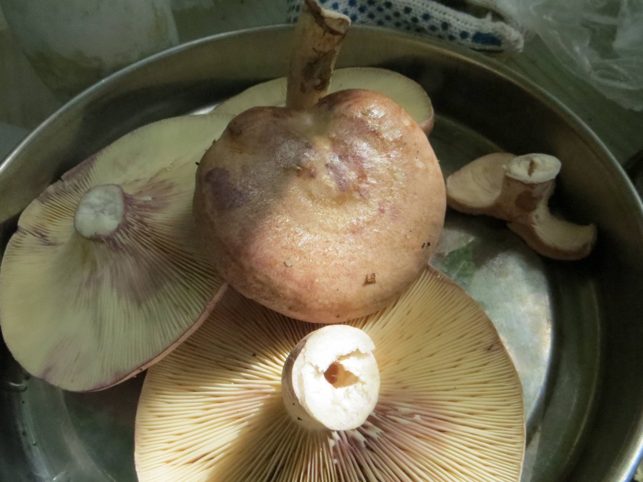 Серушки грибы