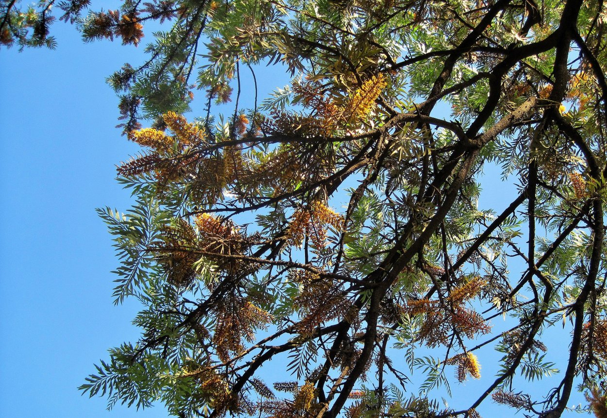 Ель в шишках