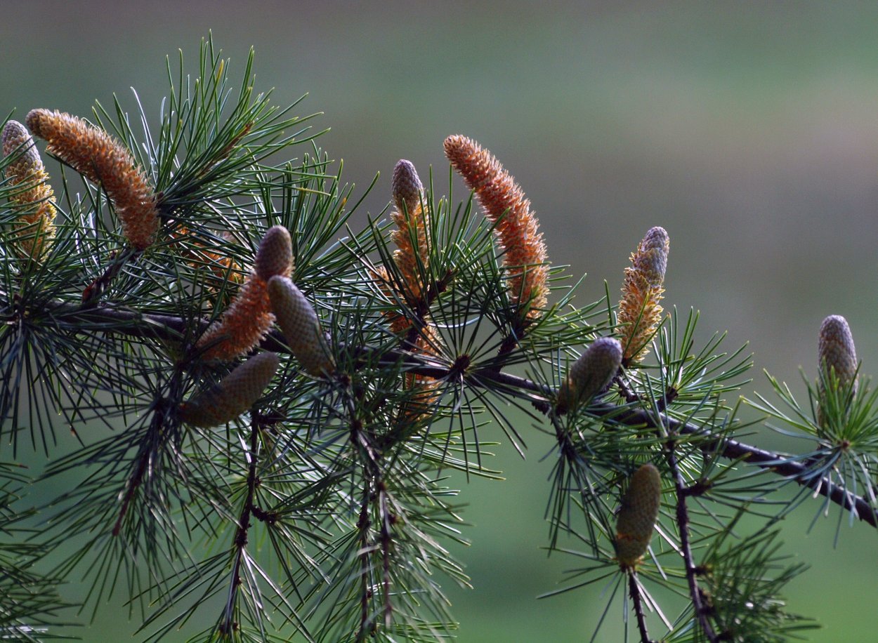 Лиственница Чекановского