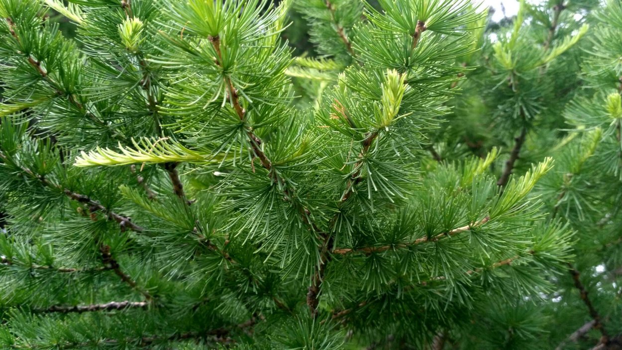 Лиственница Диана