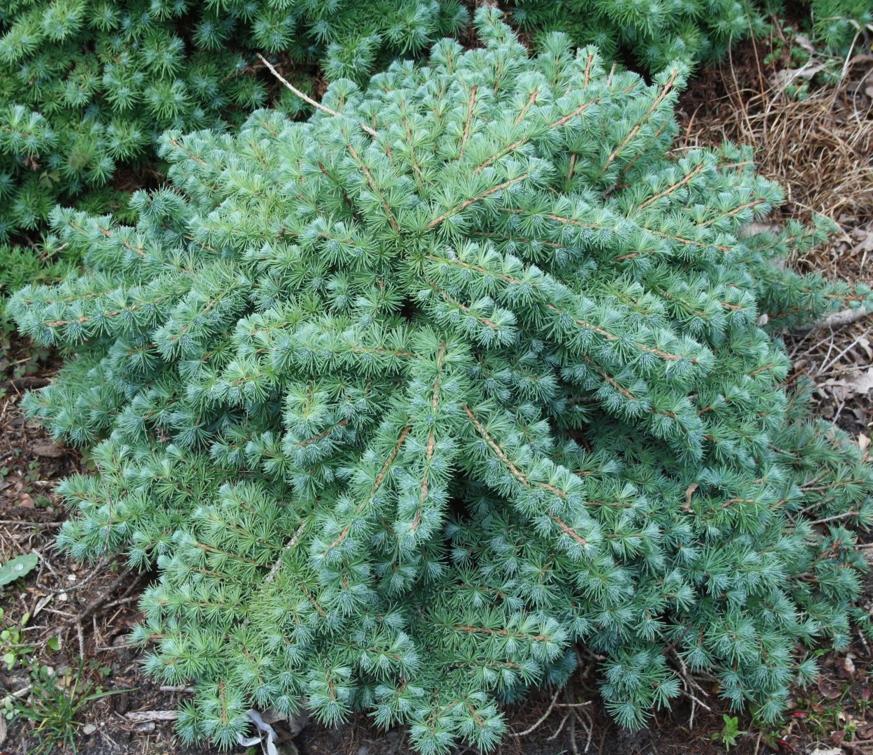 Лиственница японская Блю Дварф