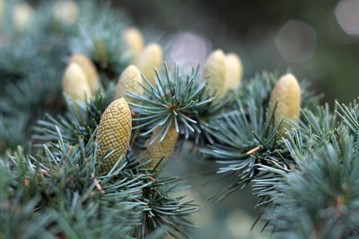 Лиственница Сибирская Lárix sibírica