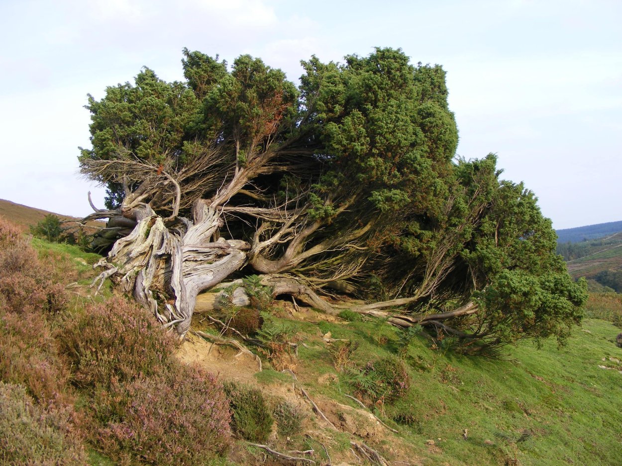 Можжевельник древовидный Крымский