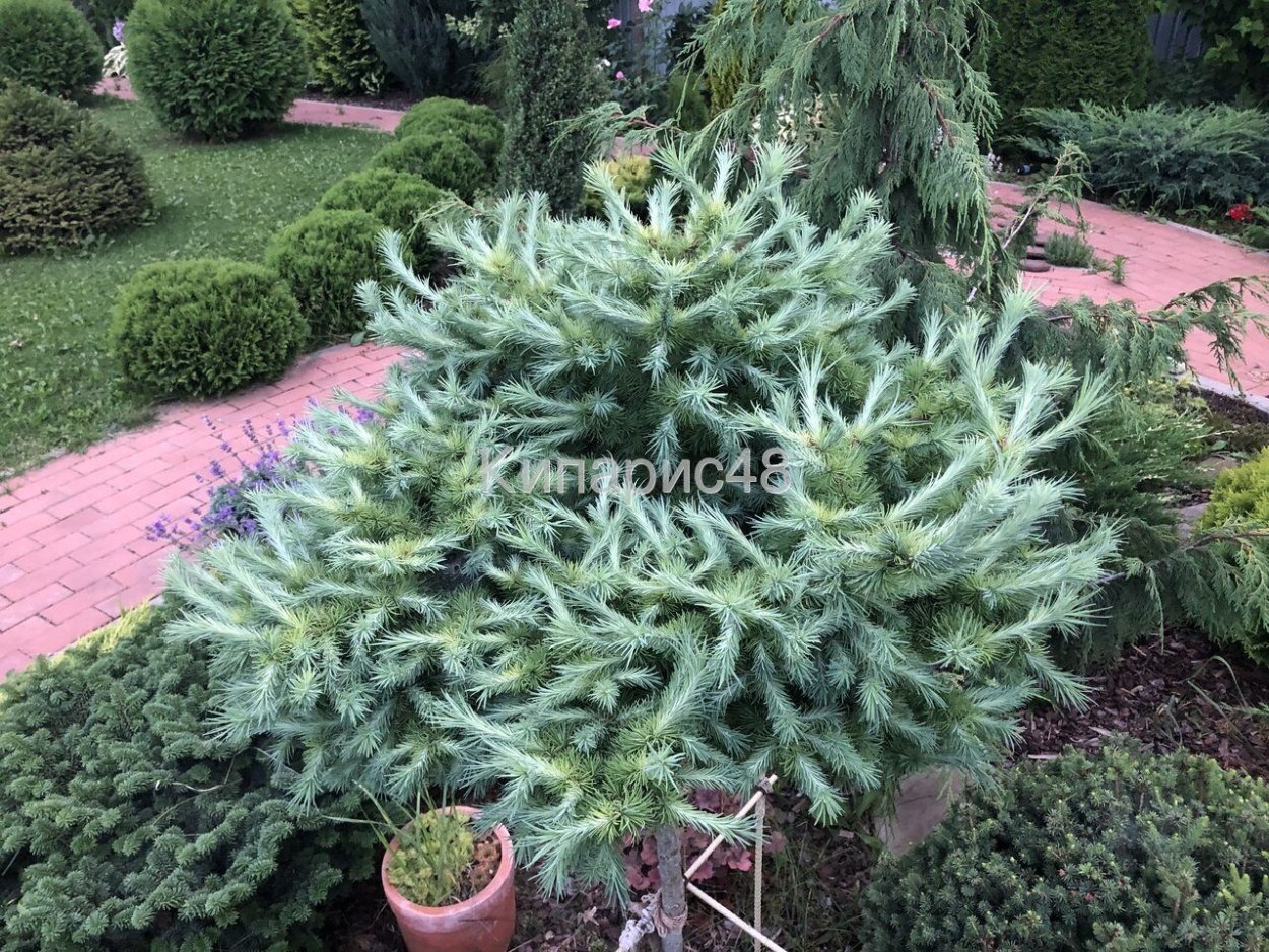 Лиственница японская Блю Дварф