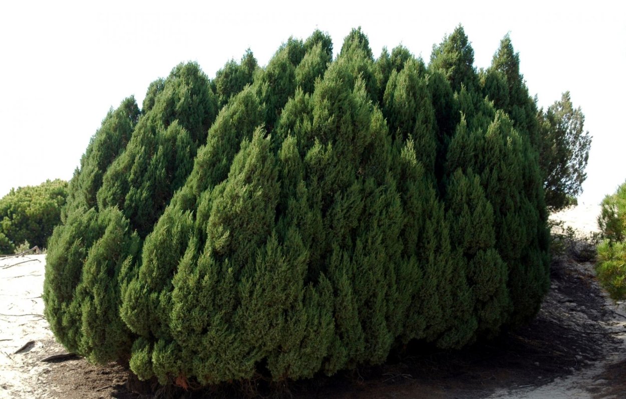 Сосна обыкновенная Pinus Sylvestris l