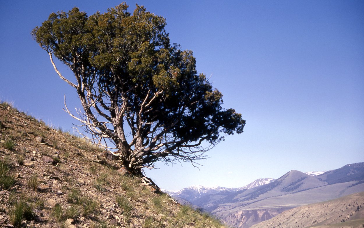 Арча можжевельник