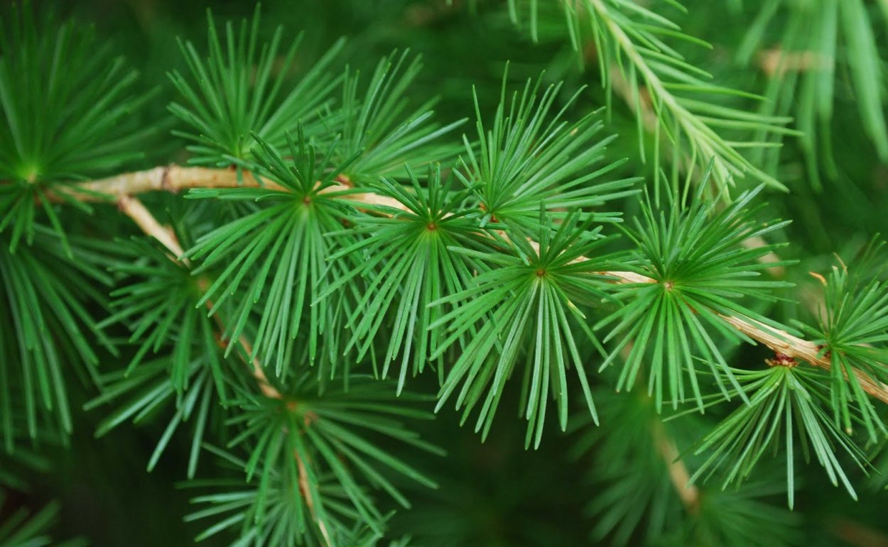 Лиственница Блю Дварф