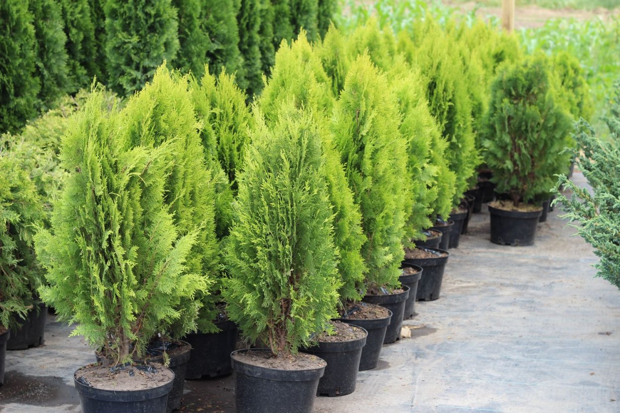 Туя Западная Смарагд