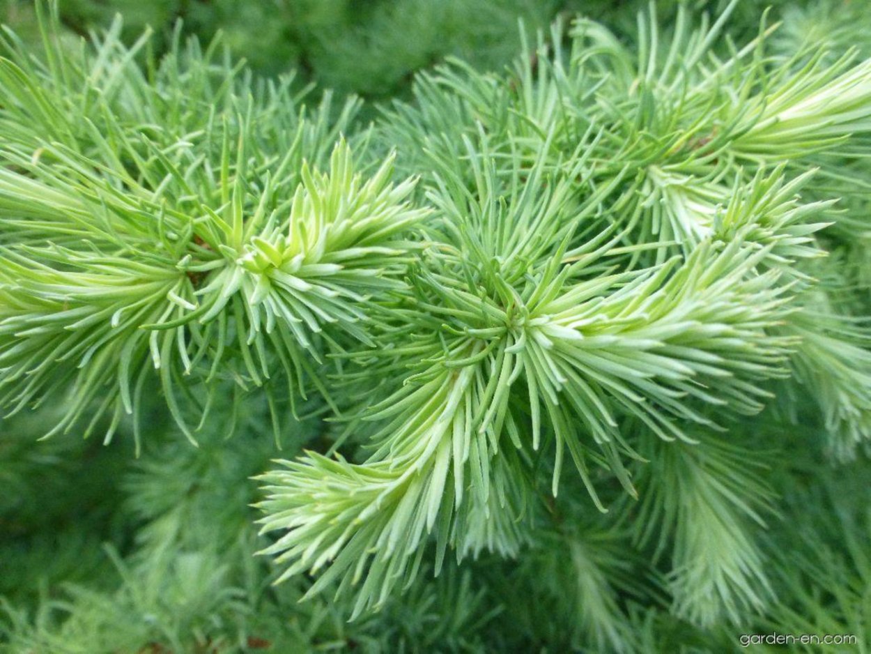 Пихтовый зелёный (fir Green)